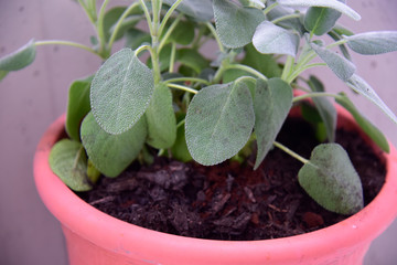 Sage Plant in the Pot by Morning