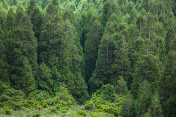 Fototapeta premium Forest pattern on Faial island, Azores