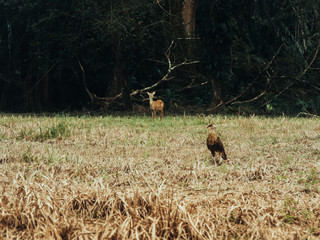A hunter and a prey in the same photo