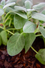 Sage Plant in the Pot by Morning