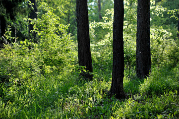 forest