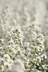 white flowers in snow