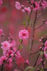 Sakura flower