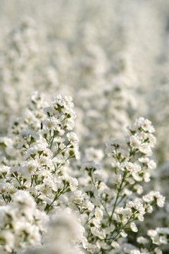white flowers in snow © WS Studio 1985