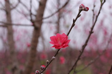 Fototapeta na wymiar Sakura flower