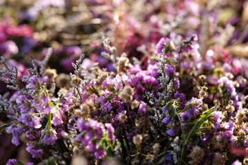 purple flowers in the garden