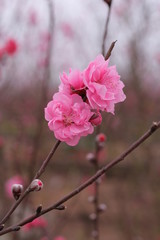 Fototapeta na wymiar Sakura flower