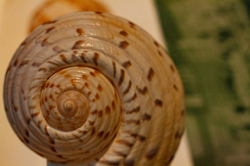 conch in the foreground