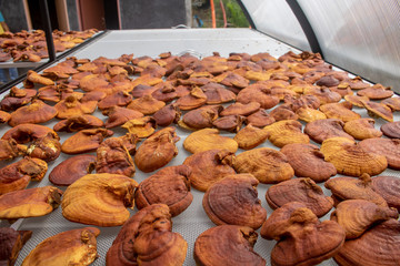 Dried Lingzhi mushroom  Ganoderma lucidum or Reishi mushroom in farm. Chinese traditional medicine.