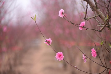 Sakura flower