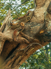 A large boa abut to hunt a black iguana