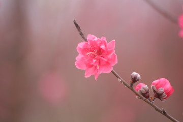 Sakura flower