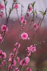 Sakura flower