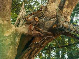 A boa constrictor about to hunt a black iguana