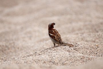view of a little sparrow
