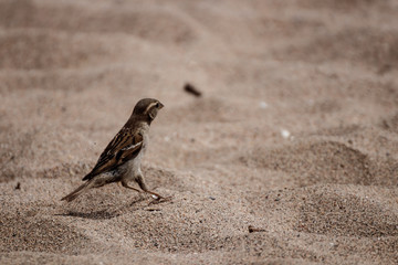 view of a little sparrow