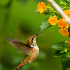 rufous hummingbird (aka Selasphorus rufus) - Kolibri (Trochilidae).