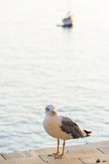 solitary seagull