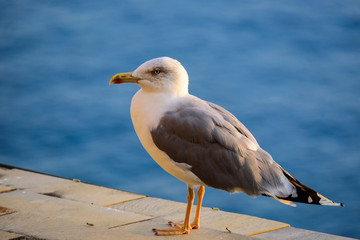 Fototapeta na wymiar solitary seagull