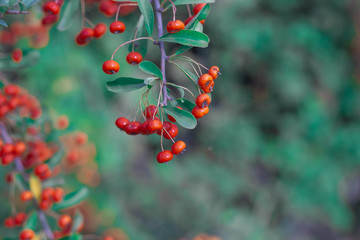 Bush in the forest with bright red berries closeup