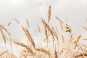 Spikelets of wheat close-up on a background of a golden wheat field. Selective focus with blurred...