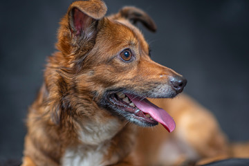 Portrait of a dog in the studio against a dark background.