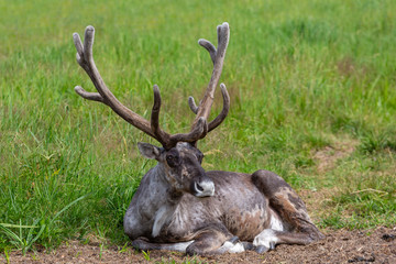 Young male reindeer lies on the grass