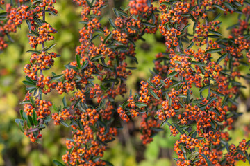 Beautiful Bush with red foliage and fluffy flowers