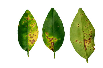 Lime, lemon canker disease causes by bacteria fruit canker on a white background, major disease of citrus plant family.