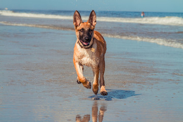 running belgium malinois dog puppy at the beach in the water