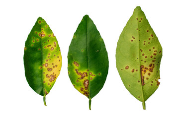 Lime, lemon canker disease causes by bacteria fruit canker on a white background, major disease of citrus plant family.