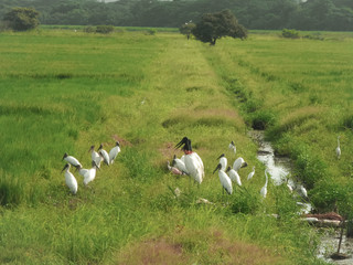 Jabiru mycteria, the biggest bird in  Costa Rica 