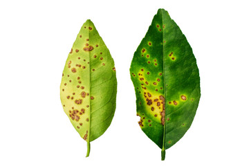 Lime, lemon canker disease causes by bacteria fruit canker on a white background, major disease of citrus plant family.
