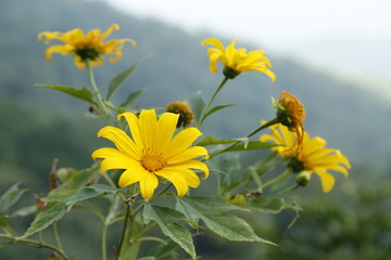 wild sunflower