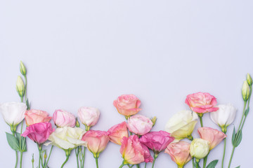 Tender white and pink eustoma flowers on gray background, flat lay