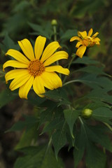 wild sunflower