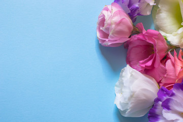 Tender white and pink eustoma flowers on blue background, flat lay