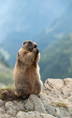 Murmeltier (Marmota) in den Alpen