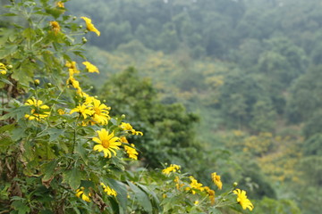 wild sunflower