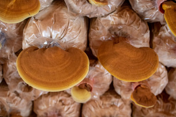 Lingzhi mushroom  Ganoderma lucidum or Reishi mushroom in farm. Chinese traditional medicine.