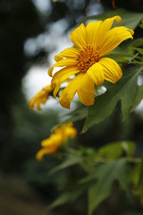 wild sunflower