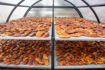 Dried Lingzhi mushroom  Ganoderma lucidum or Reishi mushroom in farm. Chinese traditional medicine.