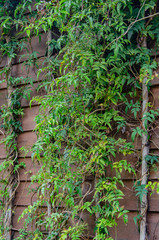 Natural backgraund with leafs and wet wood