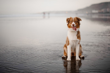 Australian shepherd sitting on a sea shore