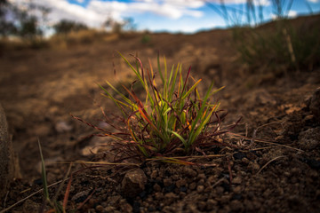 Lonly grass between rocks 