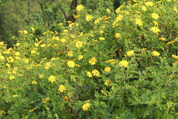 Fototapeta premium wild sunflower