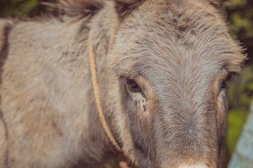 Fototapeta premium flat detail of the head of a donkey