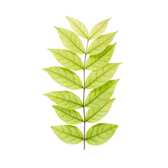 Leaves and Limb on White Background  (Mok Tree)