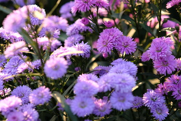 purple flowers in the garden