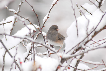 Fototapeta premium Junco bird perched on a snow covered branch in wintertime